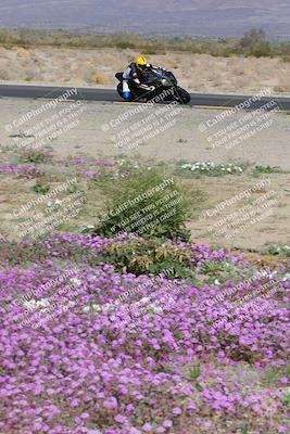 media/Feb-04-2023-SoCal Trackdays (Sat) [[8a776bf2c3]]/Turn 15 Inside Blooming (1050am)/